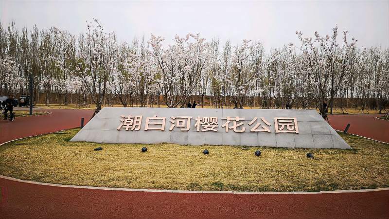 北京看樱花去玉渊潭公园京郊赏樱花来潮白河樱花公园