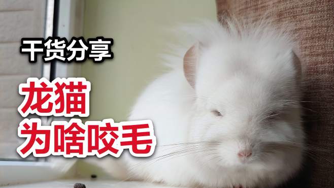 三大原因解析龙猫咬毛