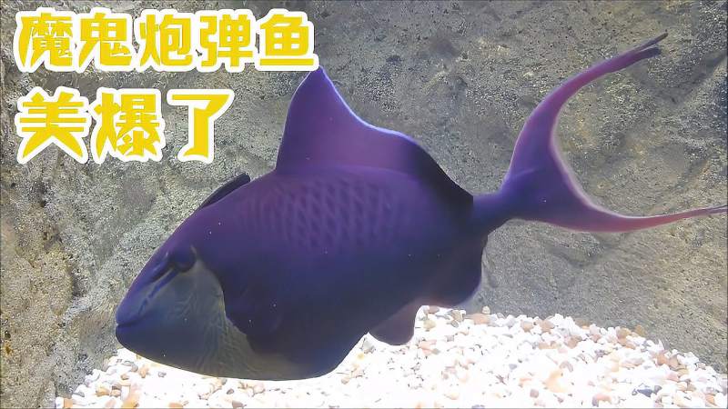 魔鬼炮弹鱼，这颜色状态美爆了！,自然,动物,好看视频