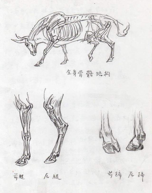 画牛的全身的步骤素描图片