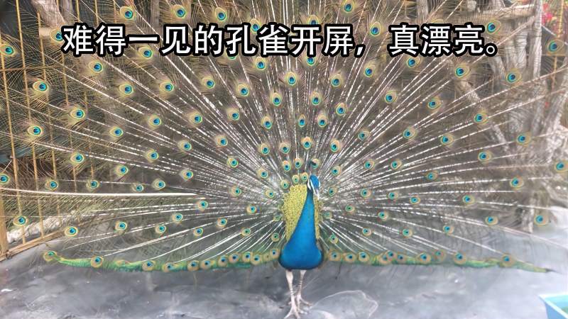 难得一见的孔雀开屏,真漂亮,搞笑,萌宠,好看视频