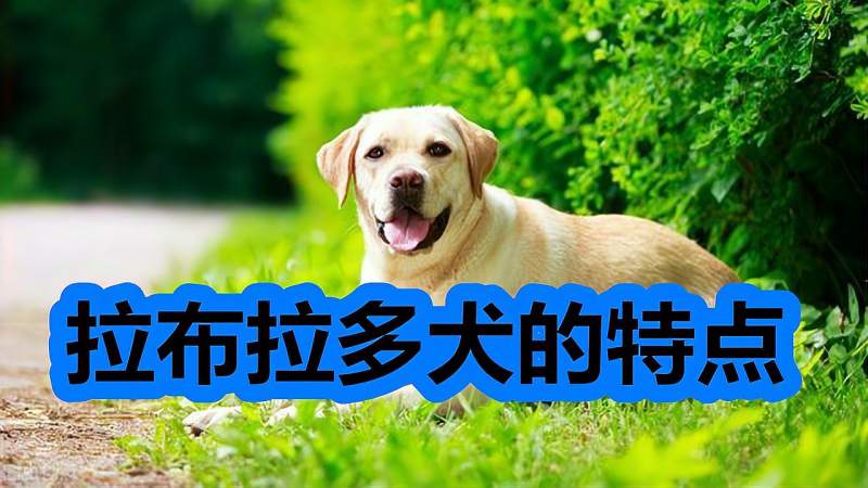 拉布拉多犬的特点