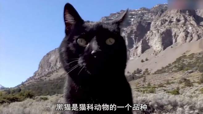 [图]黑猫的日常，真是悠哉的一天呢！黑猫：谁能比我更悠闲