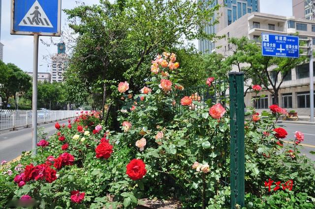 山西太原:月季花艳丽绽放扮靓城市街头