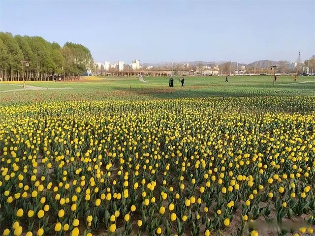 劉家峽60萬鬱金香競相開放～花海美極了