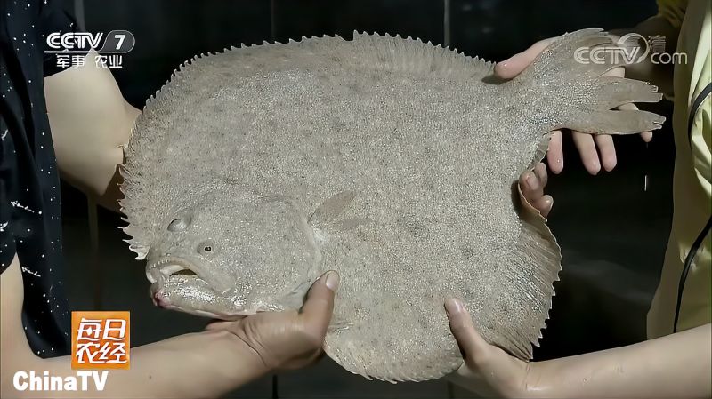 白多宝鱼与一般多宝鱼养殖方式一样只是白多宝鱼数量少价钱高