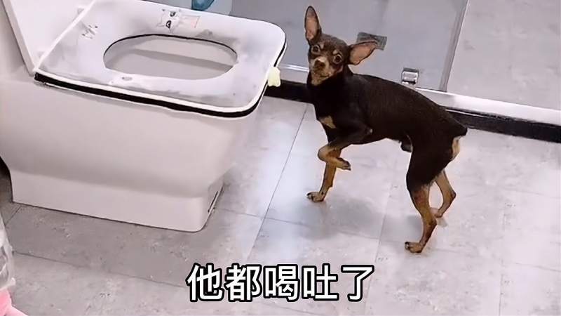 啵啵乐举报小白喝酒喝吐了让主人赶紧罚小白去罚站特别逗