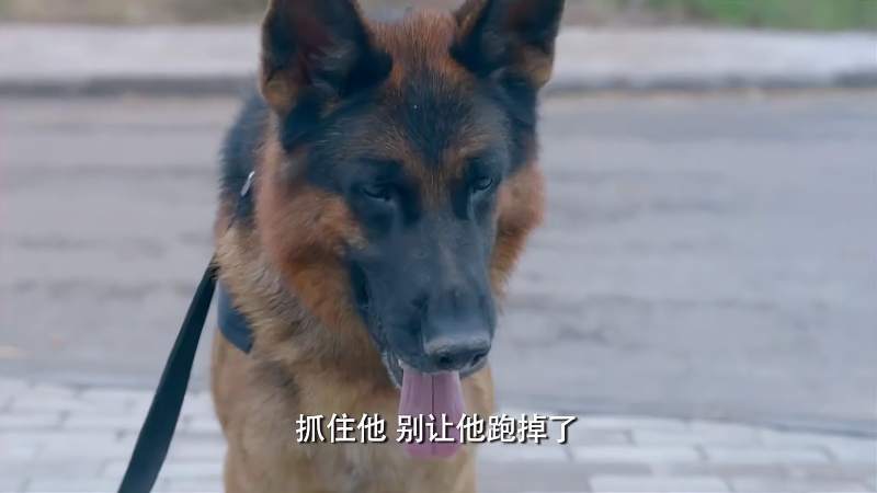 警花与警犬犬王天狼为救女警竟与持枪悍匪搏斗手枪也不管用