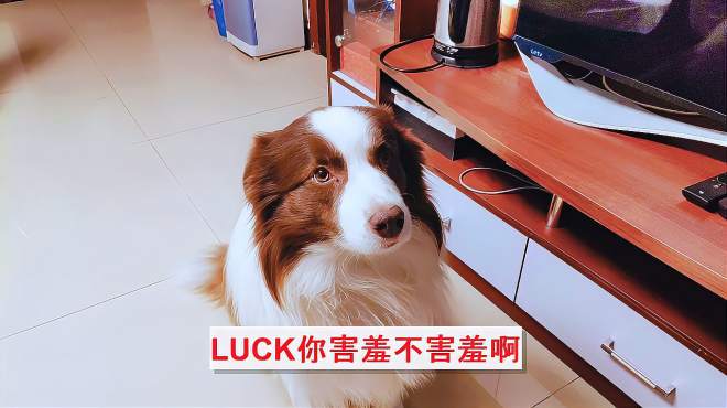 4万次播放2020年11月17日04:31训狗小技巧,教狗狗算数三步走,方法不要