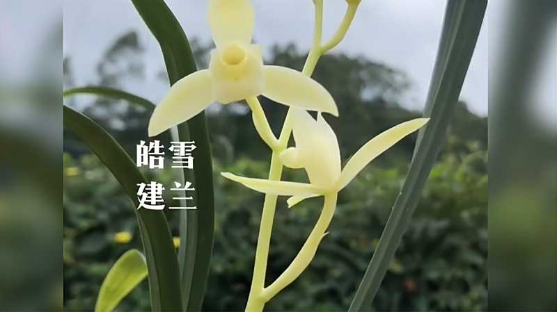皓雪琼枝殊玉色精品兰花欣赏建兰皓雪