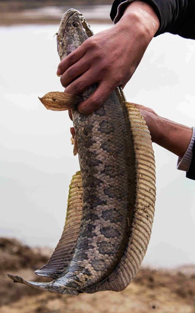 陕西渭南湭河湿地发现五斤多重的黑乌鲤和大鲤鱼 雷定邦 摄影