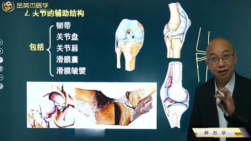 临床01解剖学:关节基本结构:关节面、关节囊、关节腔;辅助结构