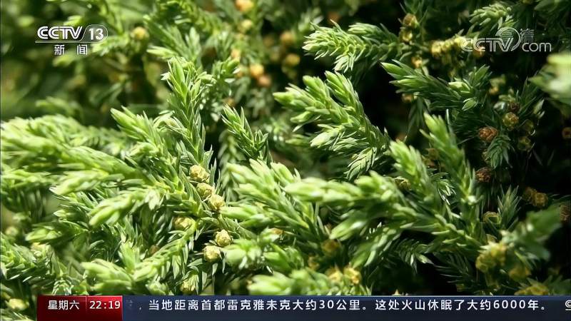 北京计划对圆柏属“下手” 它是春季最大花粉过敏源,国际,国际社会,好看视频