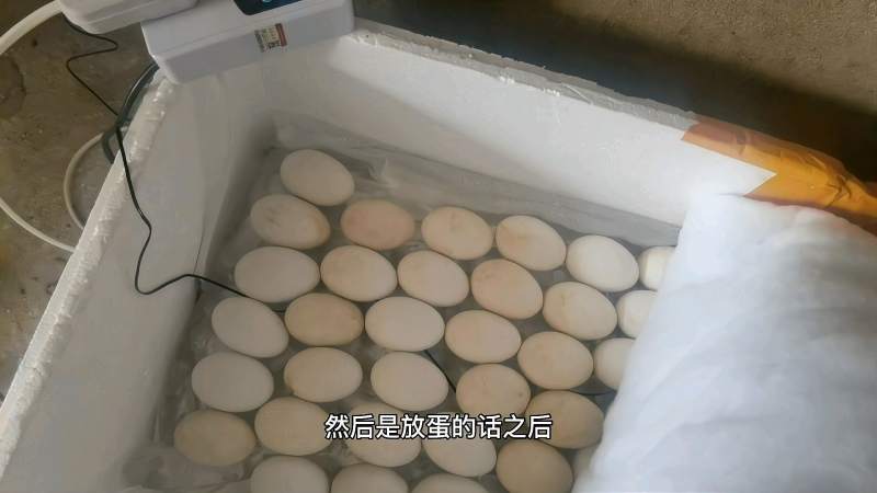 自己制作水床孵化器孵化鹅蛋和鹌鹑蛋简单方便操作简单