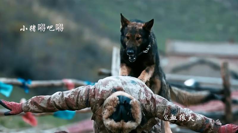血狼犬一部国产感人影片真心推荐