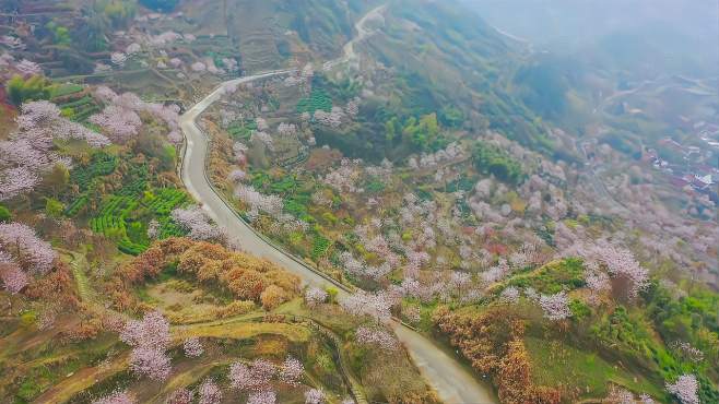 [图]嵊州樱花谷，观景台俯瞰全景，美出天际