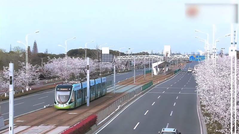 多地樱花大道惊艳开放