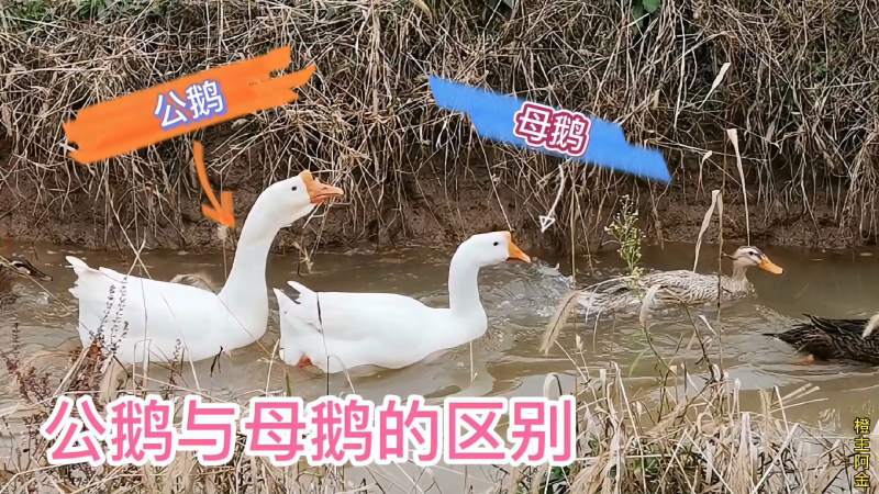 大白鹅怎样区分公母?公鹅仰脖子叫声大,母鹅有蛋袋,三农,农民生活,好看视频
