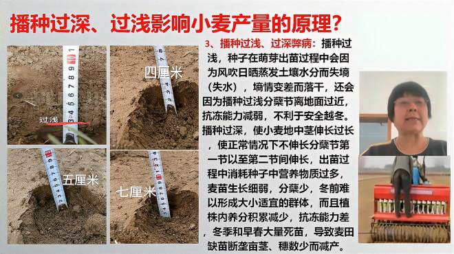 [图]小麦播种深度还影响产量？过深、过浅都减产？「农艺师马国平」