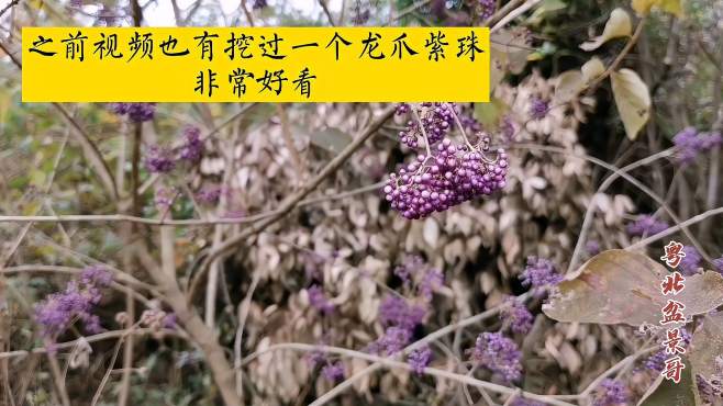 [图]紫珠是观果盆景结果子真好看，这次挖雀梅，下次找两棵紫珠回家养
