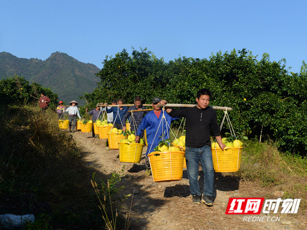 湖南江永"柚"迎丰收 农民增收