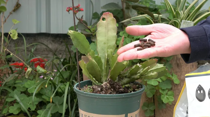 这样养鱼骨令箭荷花 施再浓烈的肥料也不怕 爆长节奏 太夸张 家居 园艺 好看视频