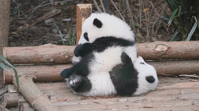 大熊猫 成大 浪浪快下来泡澡 好看视频