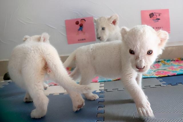 你見過白獅子嗎,國家動物園出生的稀有白獅幼崽準備與公眾見面