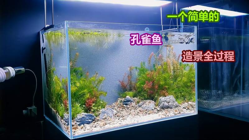 国外造景师教你如何进行孔雀鱼饲养水族箱简单造景造景全过程