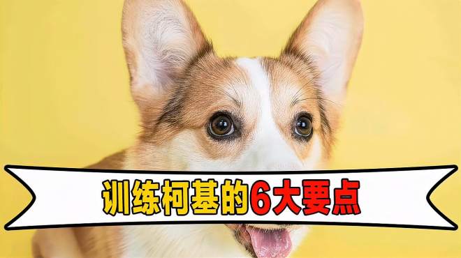 [图]怎么训练柯基犬？这些点要掌握