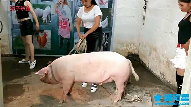 杀猪妮子来了