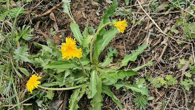 农村常见植物"婆婆丁"食用药用价值高,解决不少男女烦恼!