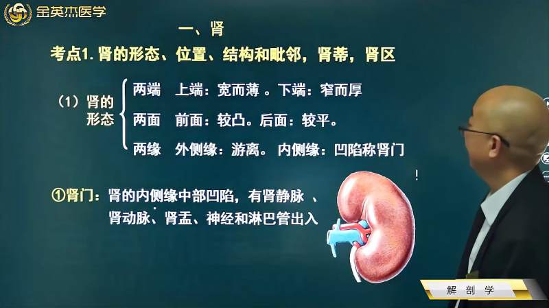 解剖学04泌尿系统01肾01肾形态;肾门、肾蒂、肾窦特点,肾的位置,健康养生,健康常识,好看视频