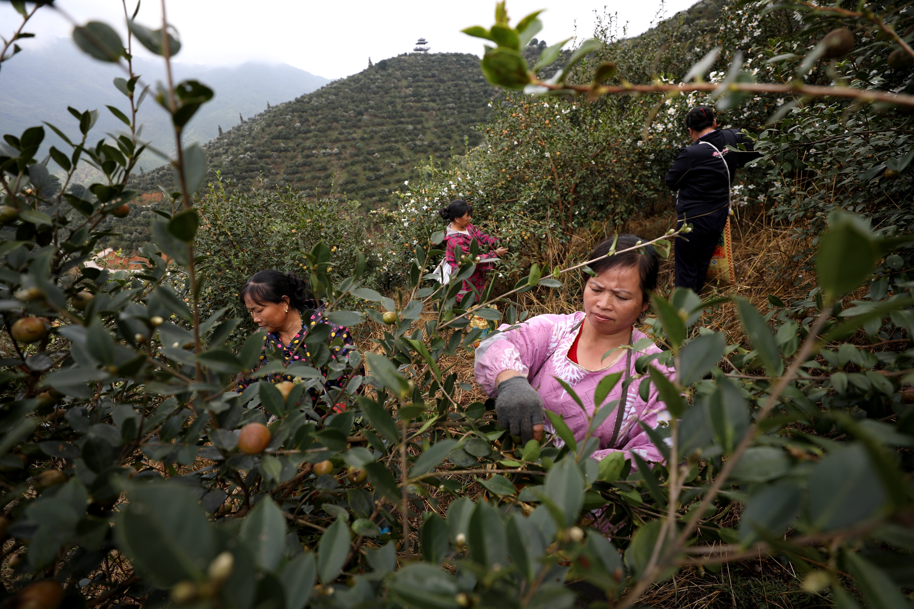 三江油茶的美篇图片