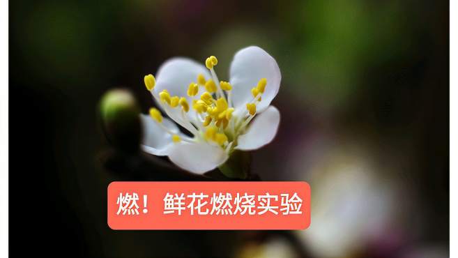 [图]震惊！鲜花与火焰！日常趣味实验