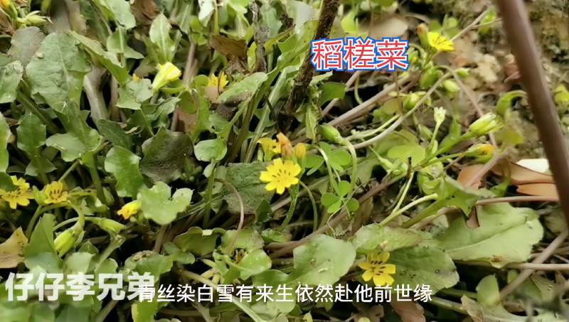 稻槎菜学名lapsanaapogonoidesmaxim为菊科稻搓菜属的植