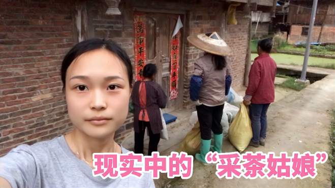 [图]现实中的“采茶姑娘”是这样，茶叶一斤13块钱，一人日赚200块