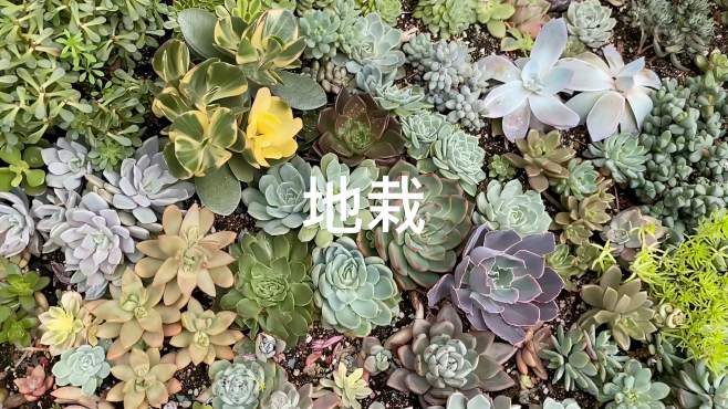 松果日常 好看视频