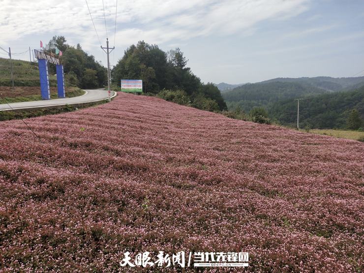 开阳县永温镇双合村:花满山谷钱满袋