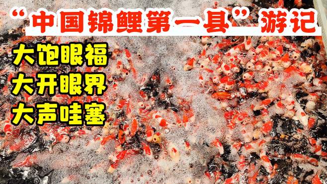 [图]“中国锦鲤第一县”高唐县游记，大饱眼福，不虚此行