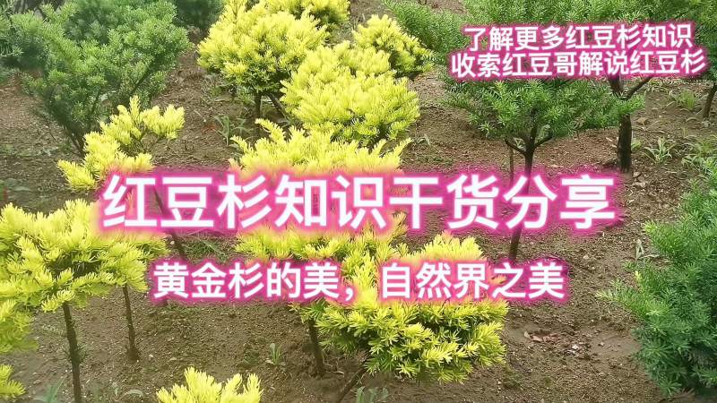 你知道黄金杉有好几个品种吗想学的进来看看没想到差异这么大