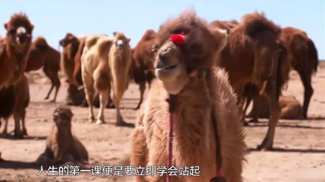 [图]沙漠上刚出生的小骆驼，必须学会站立，看到它站起来那一刻感动了