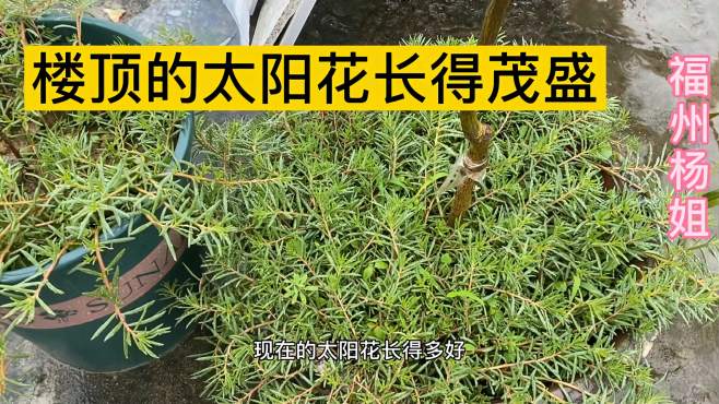 [图]大雨中楼顶咋样？看见太阳花长得茂密，绿油油的，期待开花！