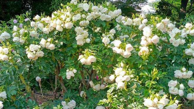 [图]玫瑰花开了 花量特别惊人，花香浓郁