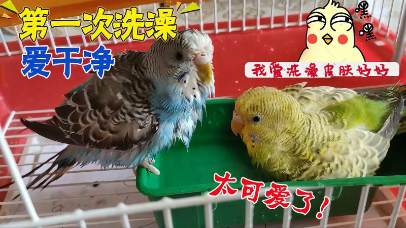 小鹦鹉第一次自己洗澡看洗得挺嗨真是爱干净爱洗澡的鹦鹉