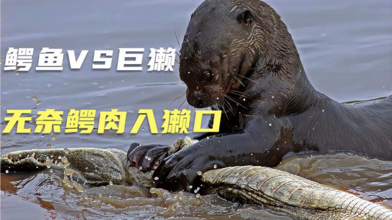 亚马逊河流的巨獭体长24米看似可爱捕食鳄鱼如同猫抓老鼠