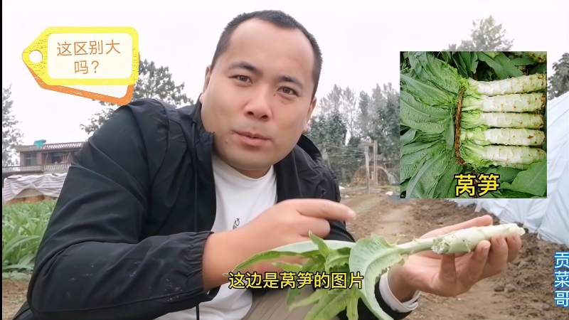 贡菜和莴笋有啥区别,农村小伙现场比较两者,这区别明显吗?,美食,美食节目,好看视频