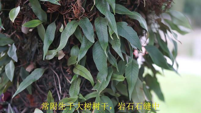 [图]常见附生植物，生命力顽强—石韦（水龙骨科）