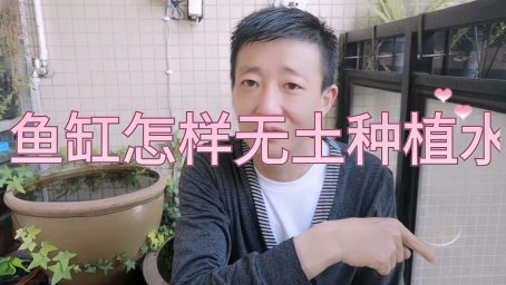 国外双杠对比测试草缸到底要不要打co2 对水草的影响视频有点长 家居 园艺 好看视频 国外双杠对比测试草缸到底要不要打co2 对水草的影响视频有点长 家居 园艺 好看视频