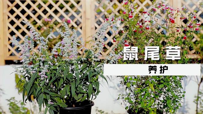 [图]网红植物“鼠尾草”，注意这几点，其实很好养